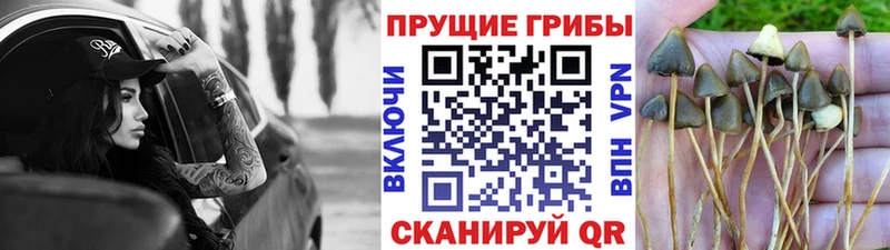 дарнет шоп  Тверь  Псилоцибиновые грибы Magic Shrooms 